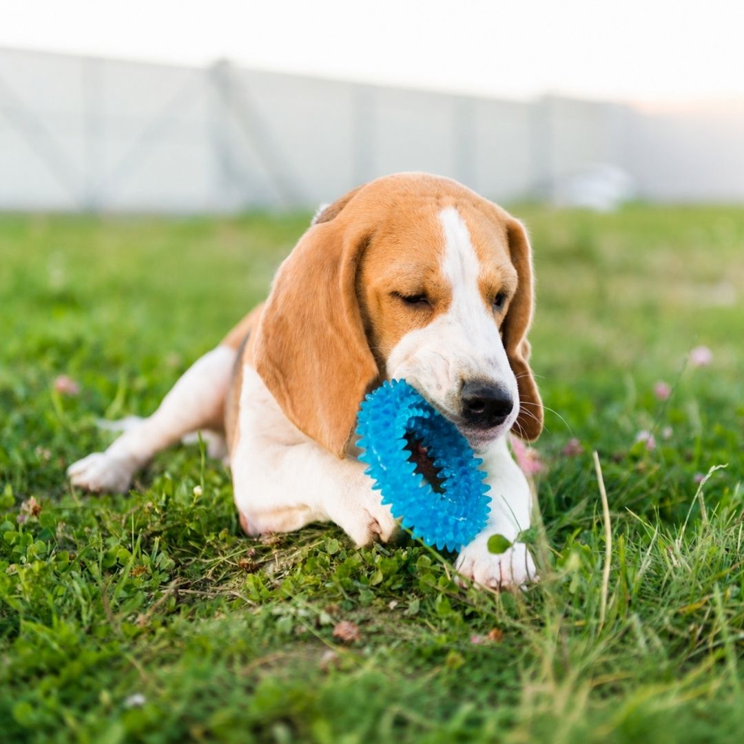 Pet Toys