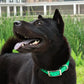 2.5cm Wide Waterproof TPU Dog Collar Adjustable Heavy